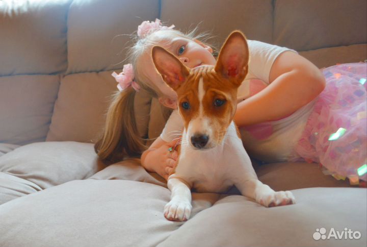 Девочка Баффи от Чемпионов