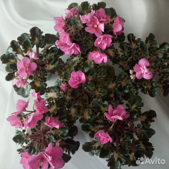 Цветущие сортовые фиалки