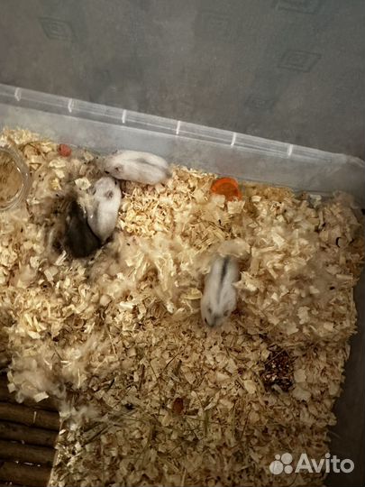 Джунгарский хомяк