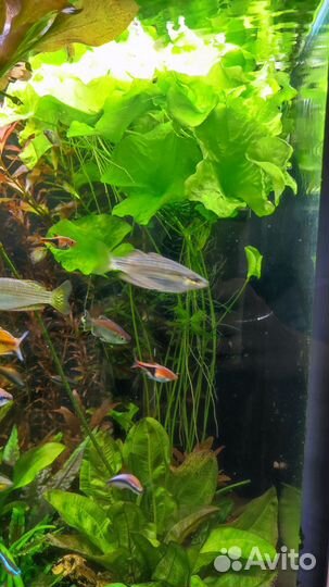 Аквариумные растения
