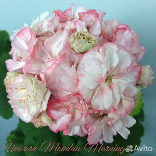 Пеларгонии сортовые