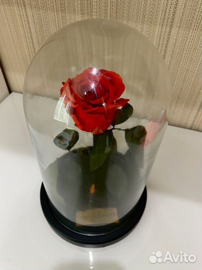 Роза в колбе