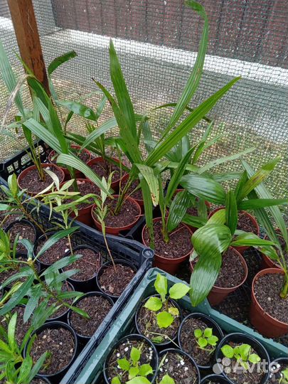 Пальма трахикарпус