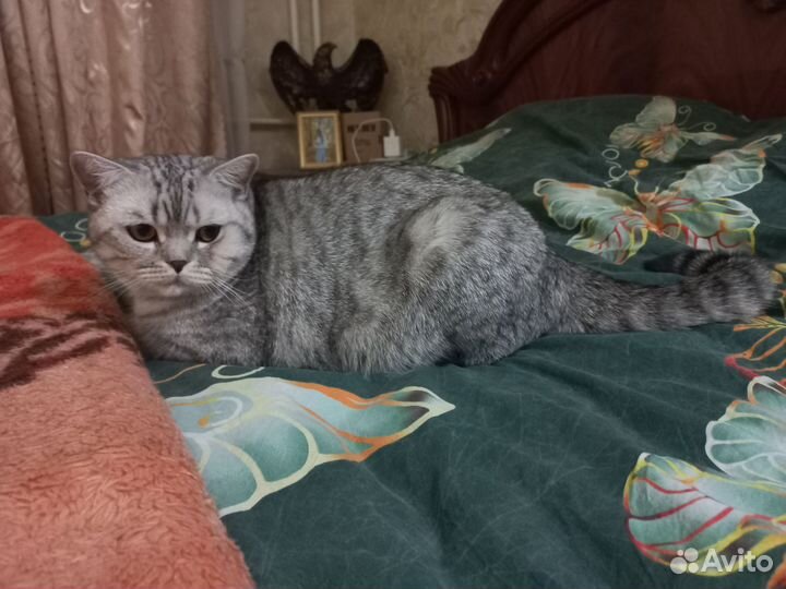 Шотландский кот вязка
