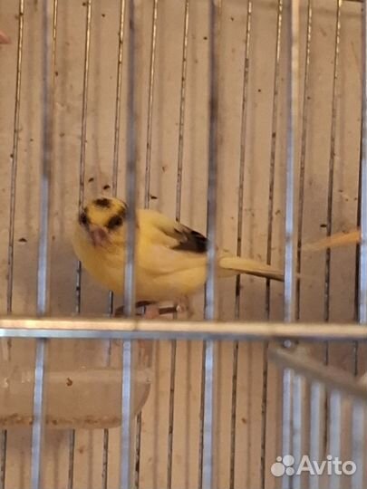 Канарейки