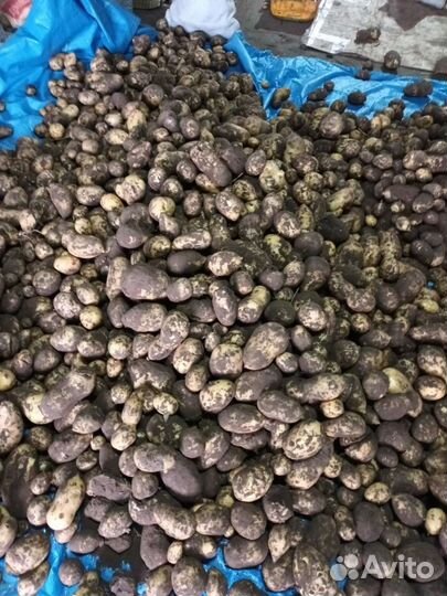 Продам картофель