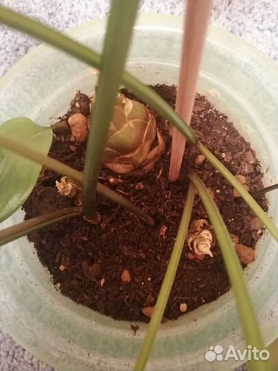 Дримиопсис