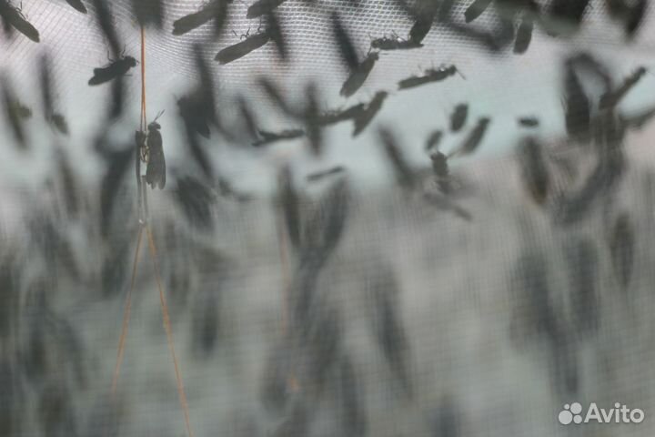 Инсектарий для разведения мухи черная львинка