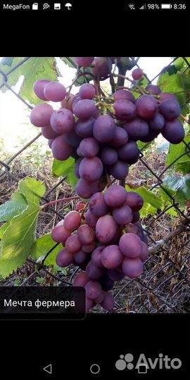 Саженцы и черенки винограда