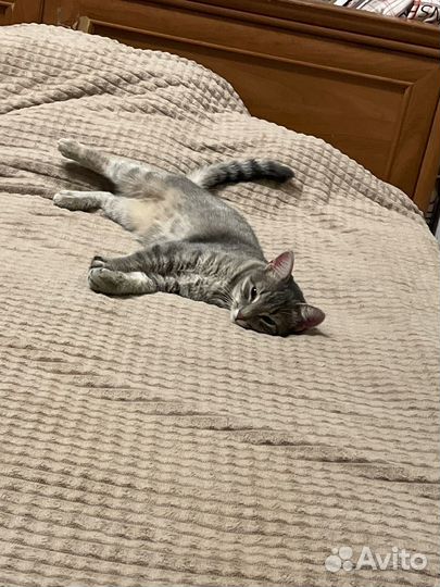 Кошечка в добрые руки