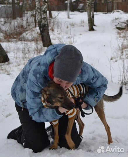 Передержка собак, зооняня, догситтер, зоогостиница