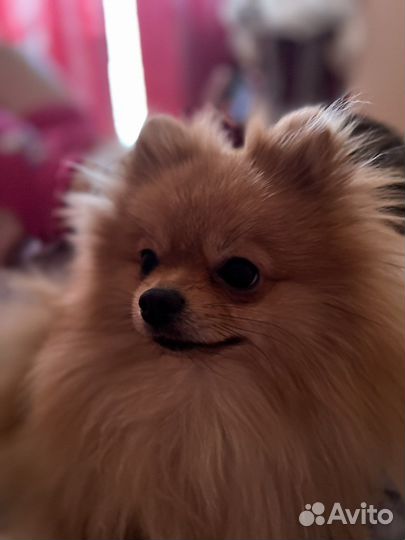 Шпиц кобель вязка