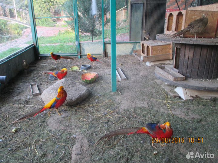 Фазаны Павлины