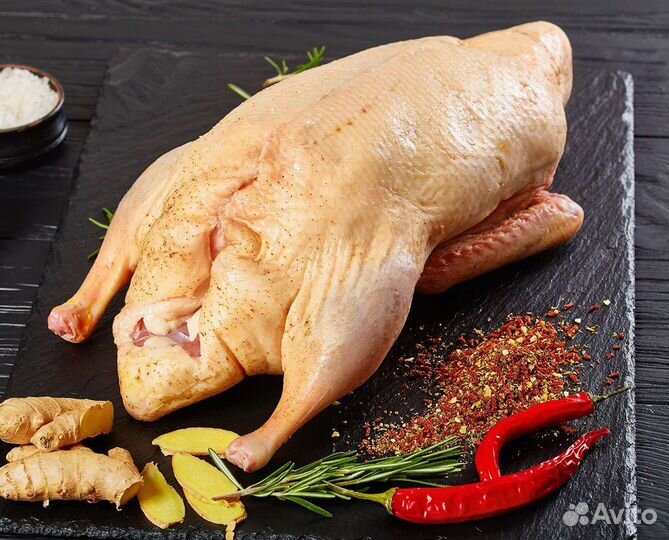 Гусь домашний