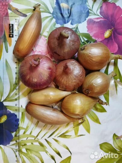 Лук шалот семейный сортовой