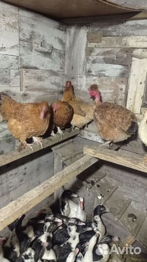 Куры несушки