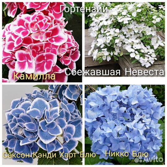 Гортензия, Почвопокровники