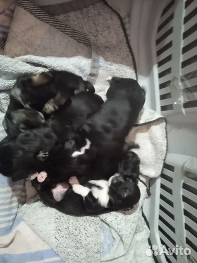 Щенки в добрые руки