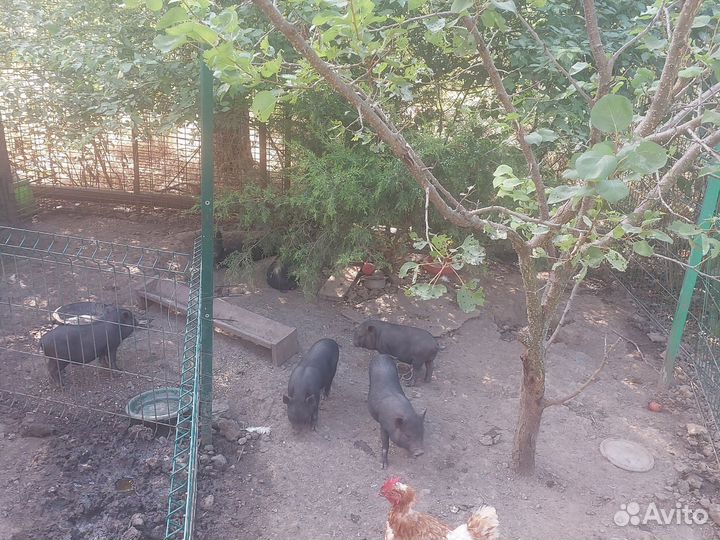 Вьетнамский вислобрюхий хряк