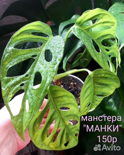 Комнатные растения