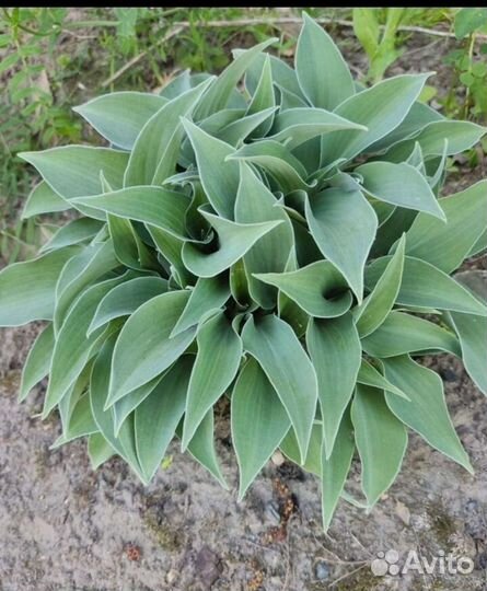 Хоста обмен продажа