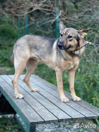 Статная овчарка девочка в добрые руки