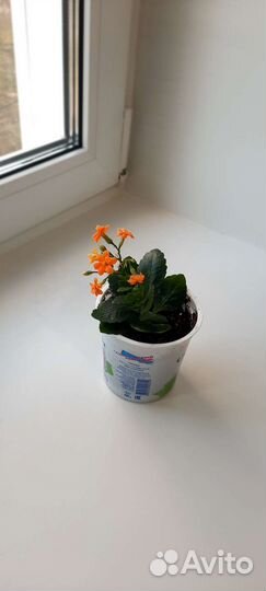 Каланхоэ оранжевый
