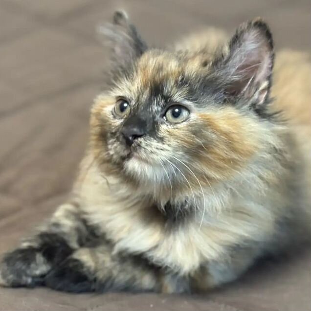 Курильский бобтейл длинношёрстный котёнок