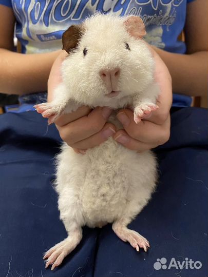 Морская свинка американский тедди