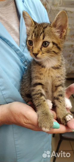 Отдам в добрые руки