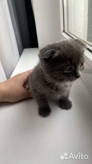 Котёнок девочка вислоухая