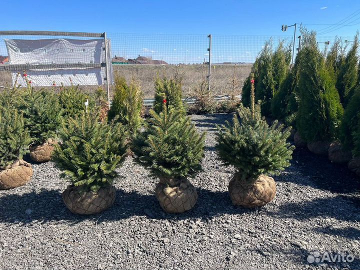 Ель голубая оптом