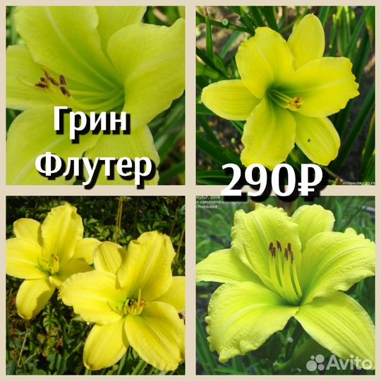 Лилейник 290