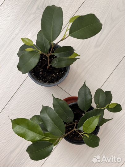 Фикус бенджамина