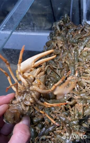 Рак Астраханский