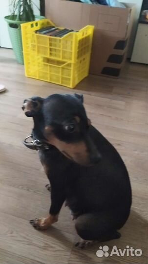 Щенки цвергпинчера