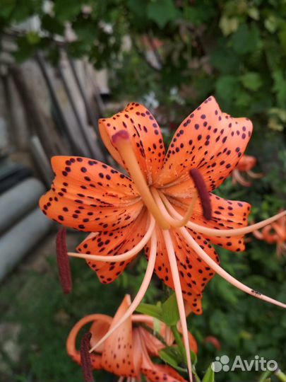 Растения цветы многолетние