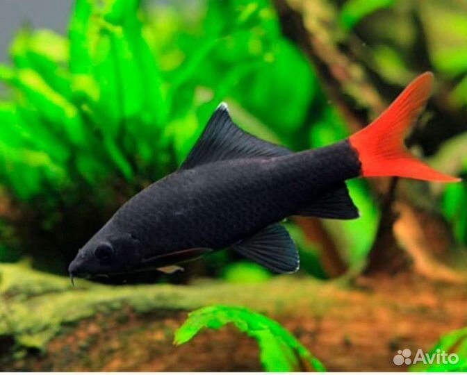 Лабео биколор Аквариумные рыбки в ассортименте