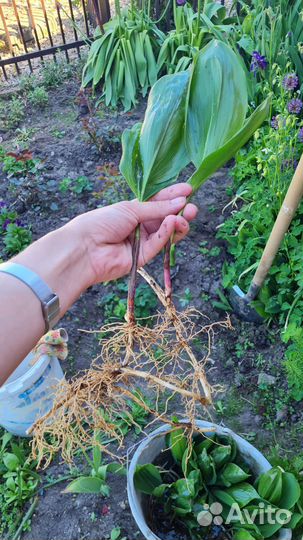 Ландышь майский на рассаду