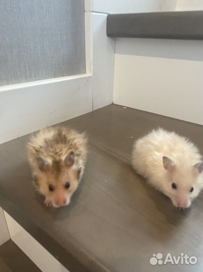 Сирийский хомяк