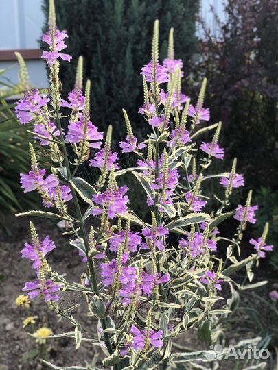 Многолетние садовые растения