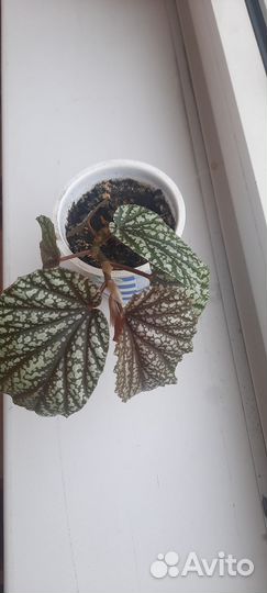 Бегония декоративно лиственная