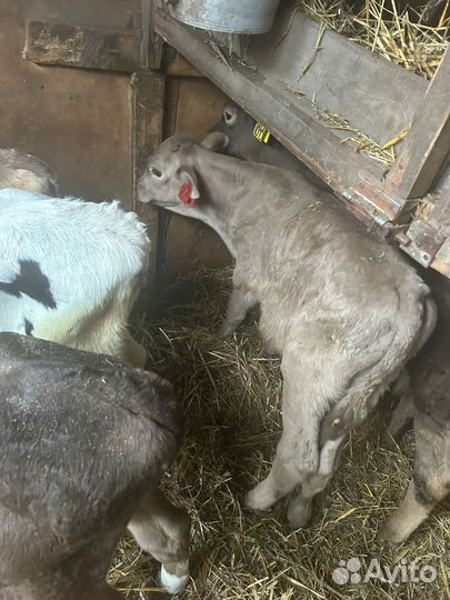 Бычки мясные на откорм