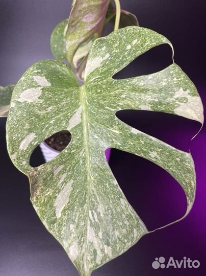 Монстера Platinum