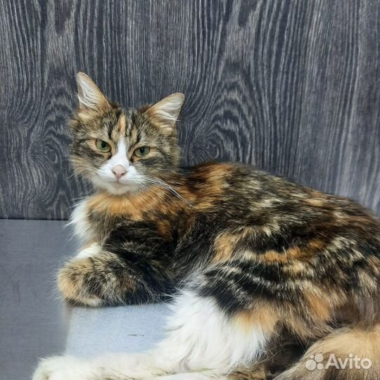 Кошечка в добрые руки