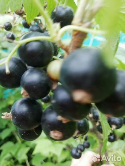 Саженцы смородины черной