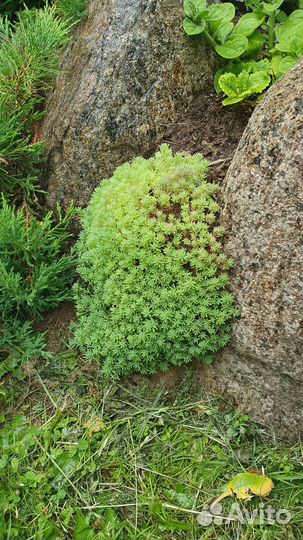 Почвопокровные, многолетние растения