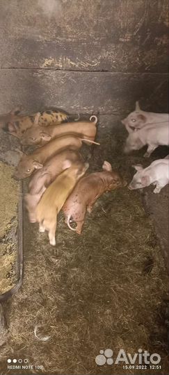 Поросята