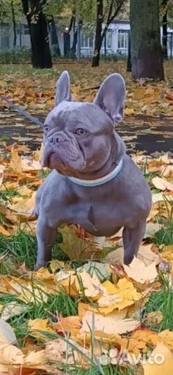Франзуский бульдог лиловый вязка