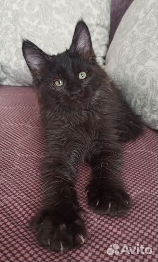 Черный котенок мейн кун